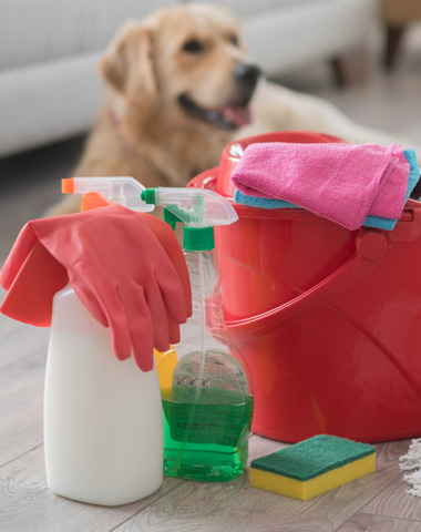 Foreground shows cleaning supplies and gloves with a dog laying on the floor in the background.